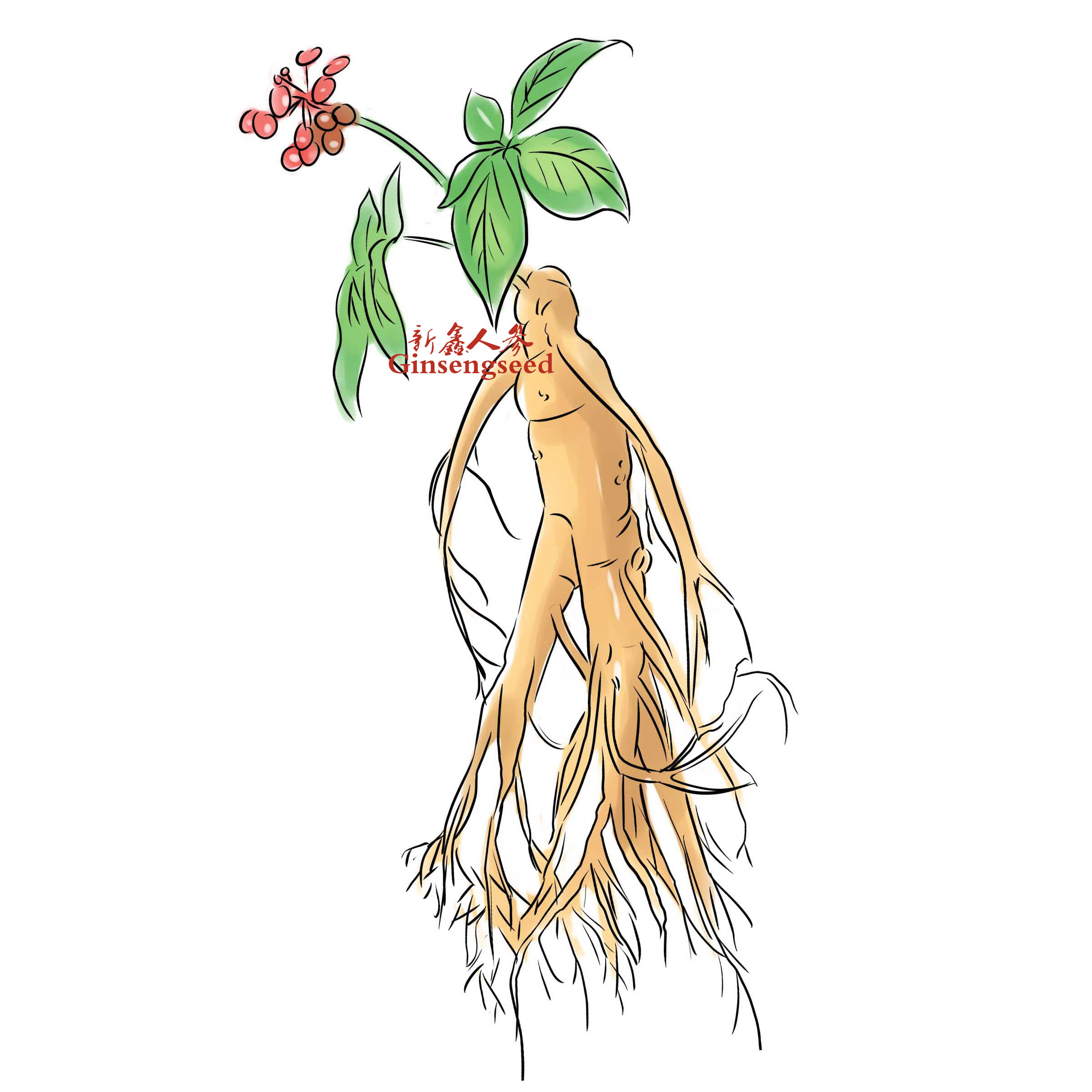 Hunt-for-Wild-Ginseng-Step-2