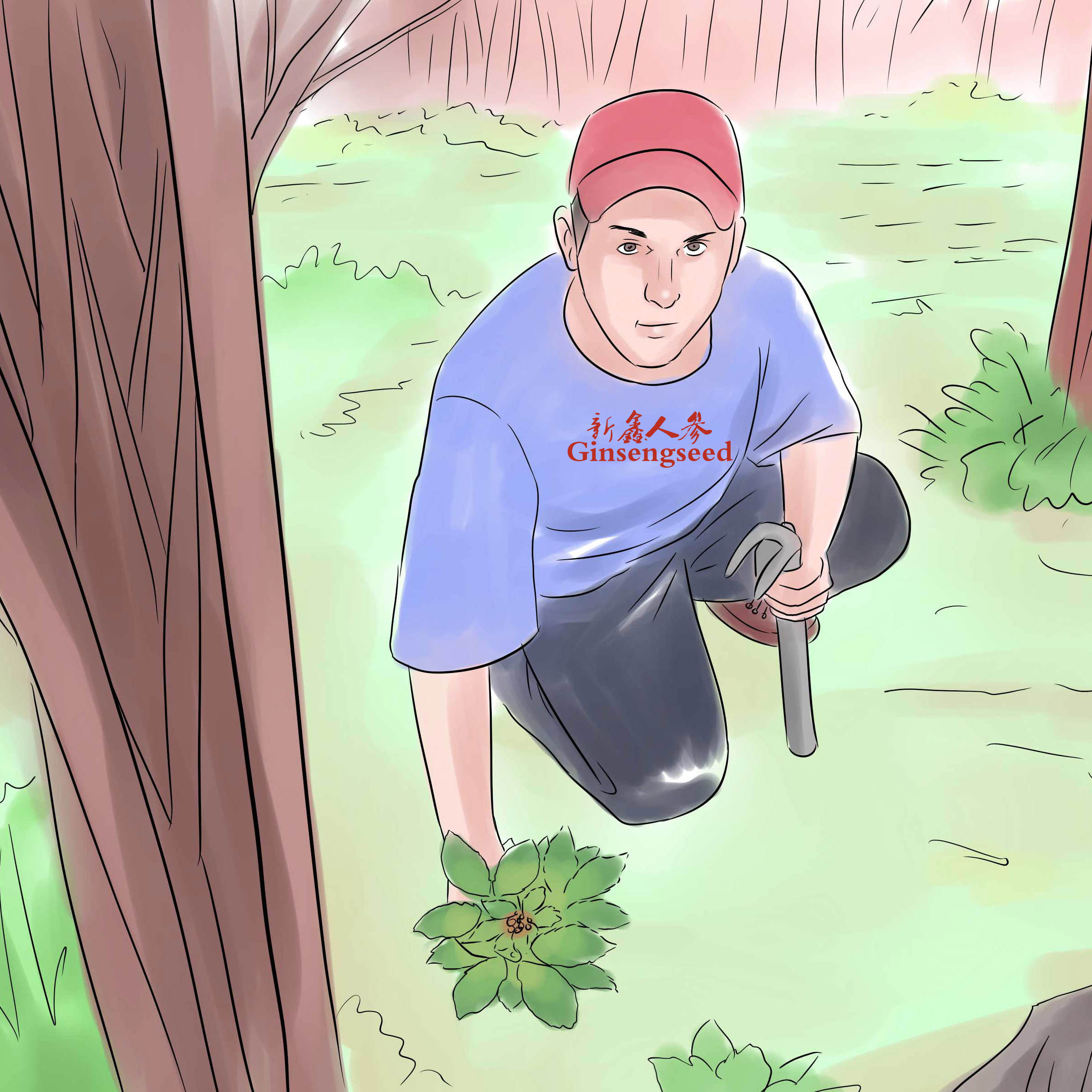 Hunt-for-Wild-Ginseng-Step-4