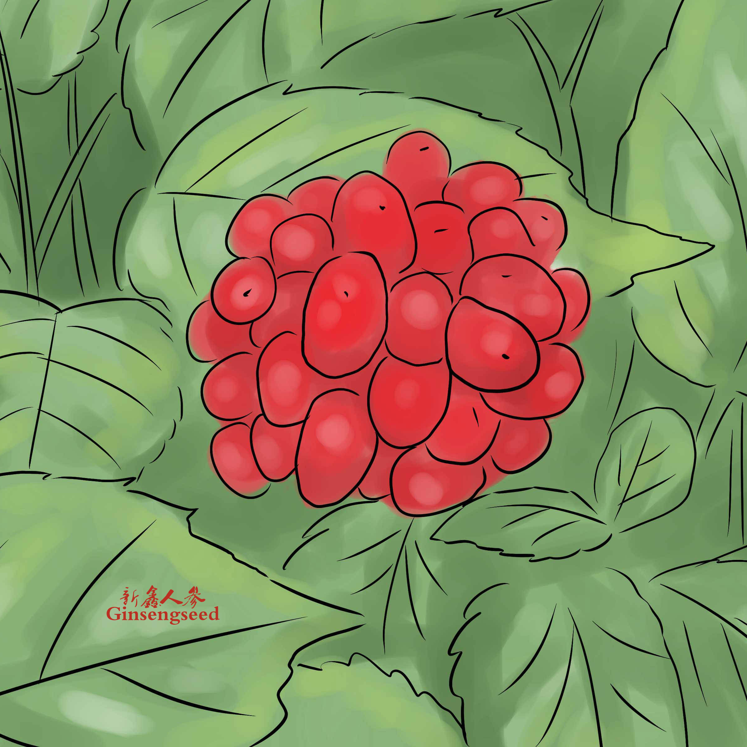 Hunt-for-Wild-Ginseng-Step-5