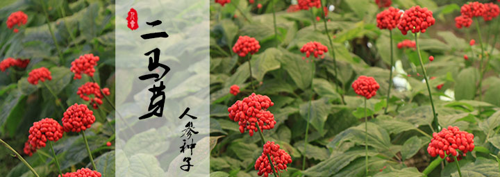 人参种子“二马芽”品种 ,集安特有品种