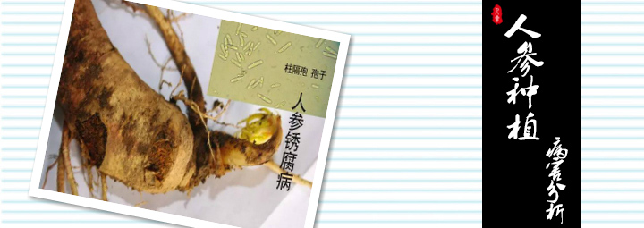 人参病虫害防治(病害)