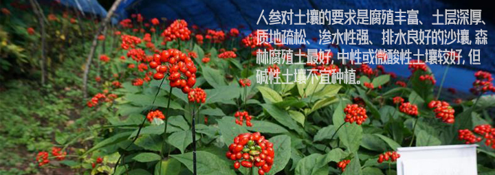 人参种植技巧，一直没有对外公布