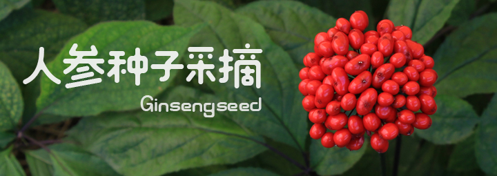 壬午月，人参种子采摘好时光。