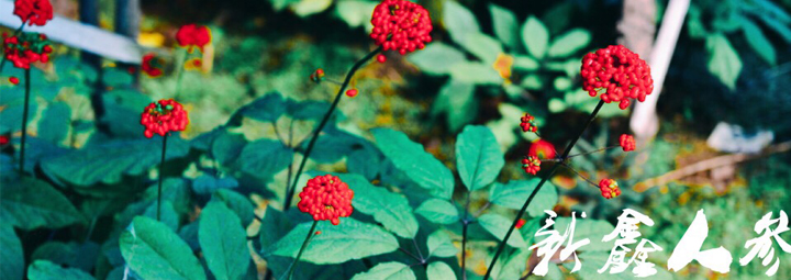 栽培人参种植几年才好？