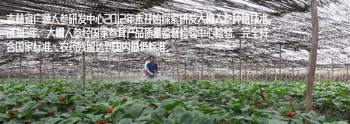 人参种植误区，从深山老林走进城乡大棚解密