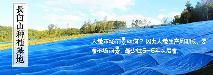 想种植人参？居然连这些都不知道….