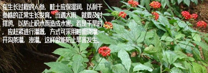 你一定不知道人参种植的十一项技巧