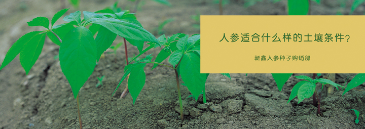 人参适合什么样的土壤条件？