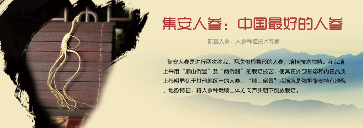 集安人参，中国最好的人参。