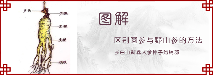 区别圆参与野山参的方法