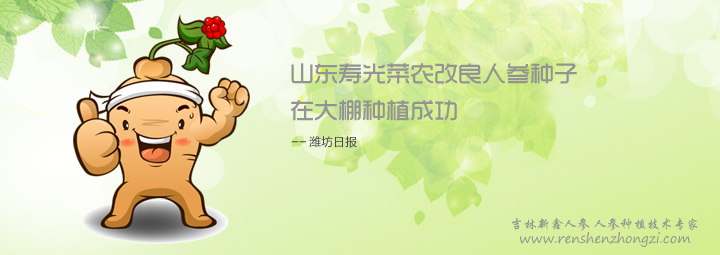 山东寿光菜农改良人参种子 在大棚种植成功