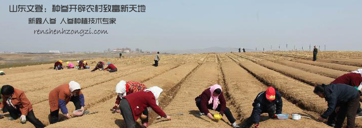 山东文登：种参开辟农村致富新天地