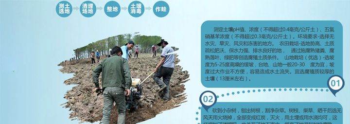 我省发力非林地种参 长白山人参种植技术再升级