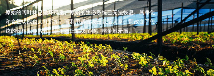 非林地人参种植项目必要性！积极解决参、林争地矛盾