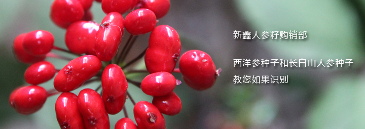 西洋参种子和中国人参种子区别