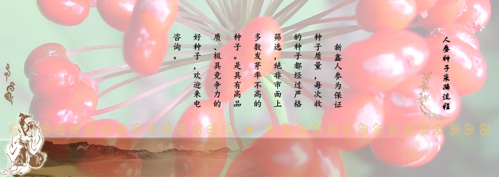 新鑫人参种子采摘全过程
