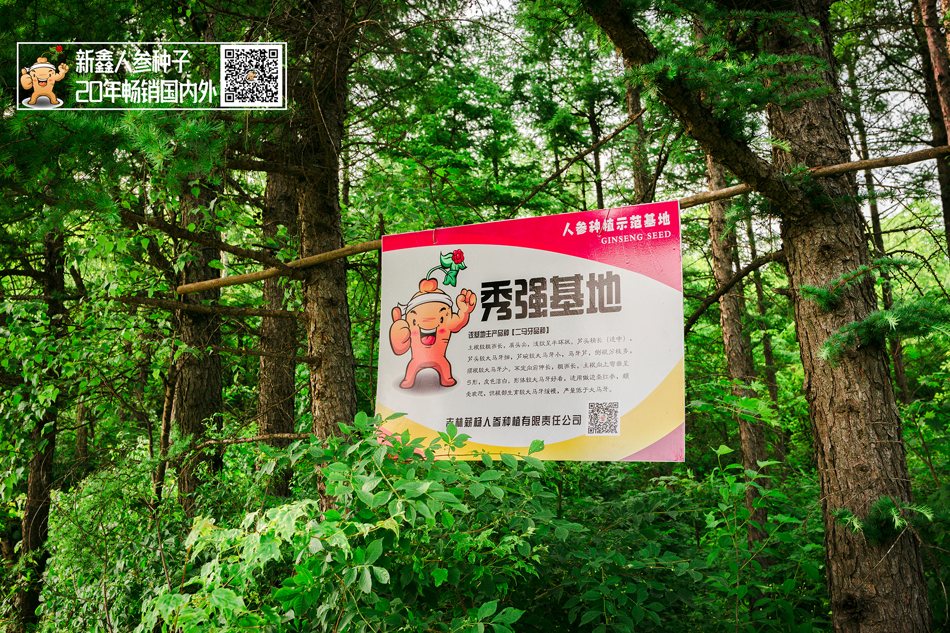 参园实拍