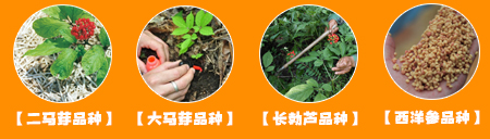 参园实拍
