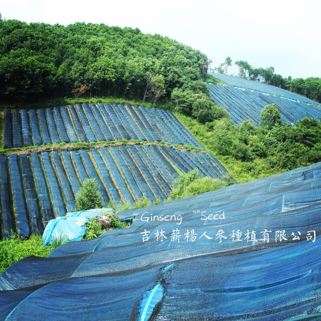 参园实拍
