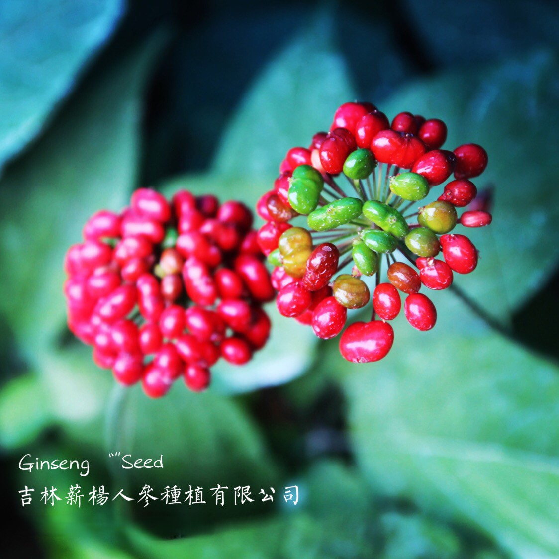 参园实拍