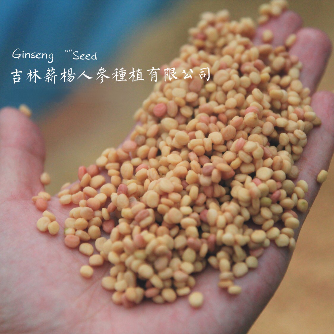参园实拍