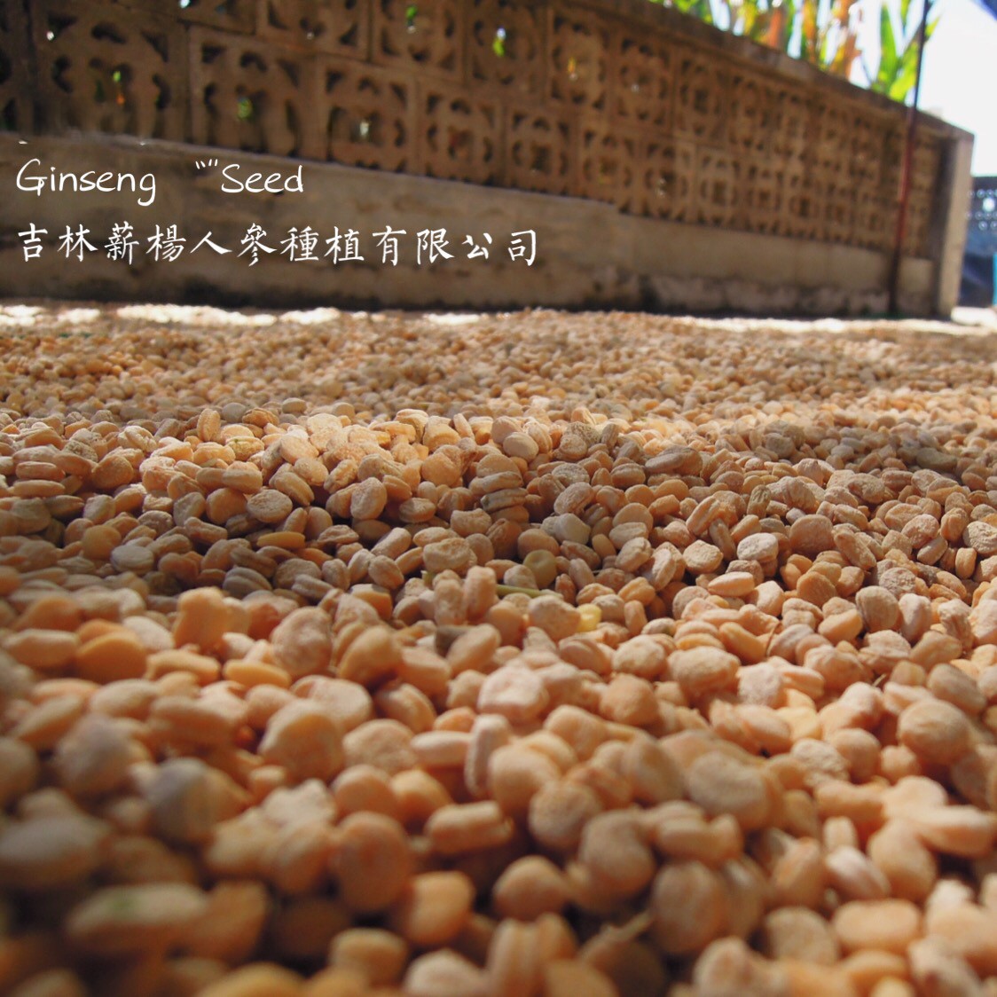 参园实拍