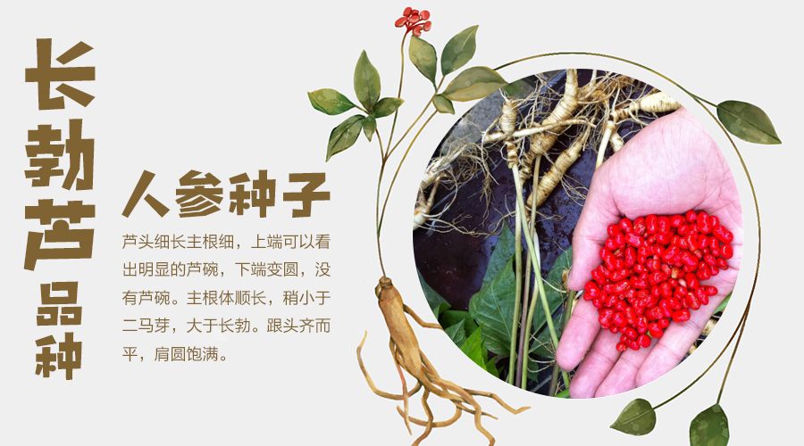 参园实拍